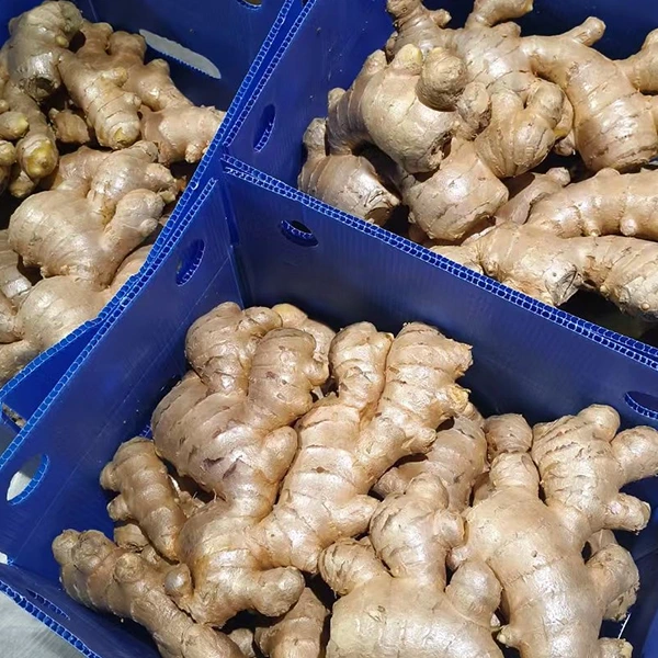 Mercado de gengibre fresco adota atualização de qualidade