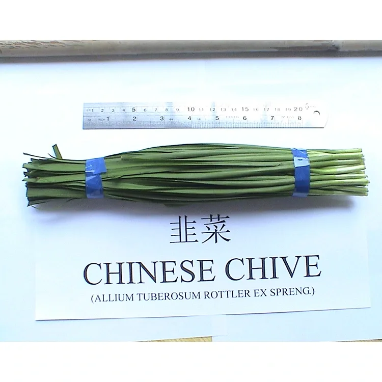 Por que as cebolinhas chinesas frescas são amplamente utilizadas na culinária asiática?