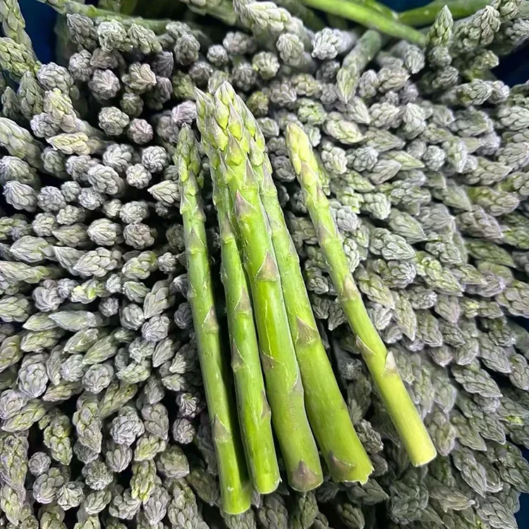 Espargos verdes congelados selecionados para fornecimento consistente de alimentos e ingredientes