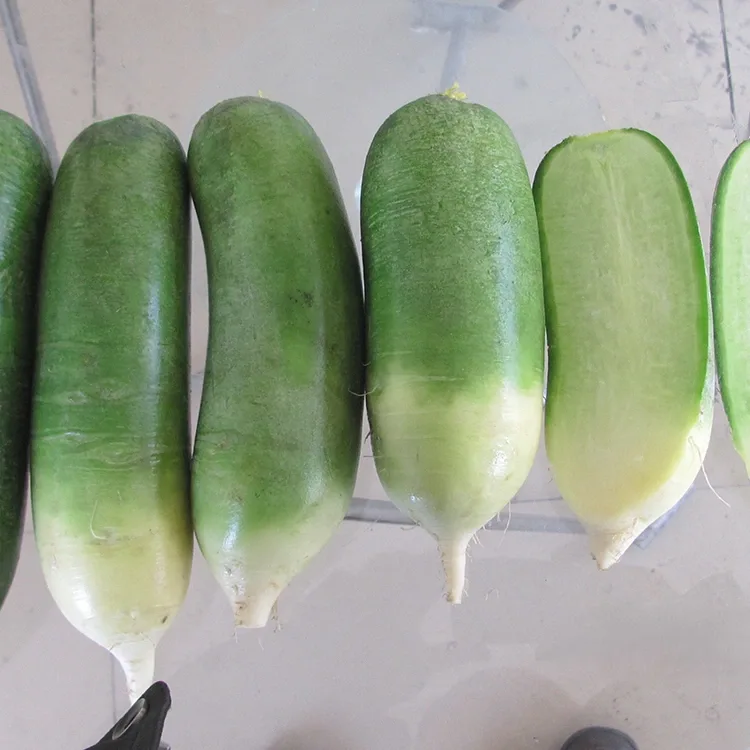 Rabanete Verde Crocante
