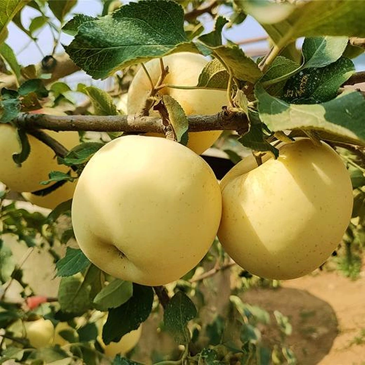 Maçãs Deliciosas Douradas Frescas