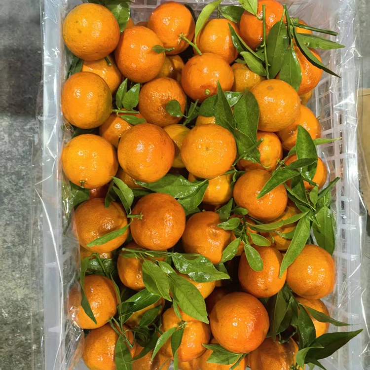 Tangerina Mashui Fresca