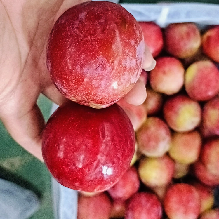 Ameixa Meiyi Vermelha Doce Fresca
