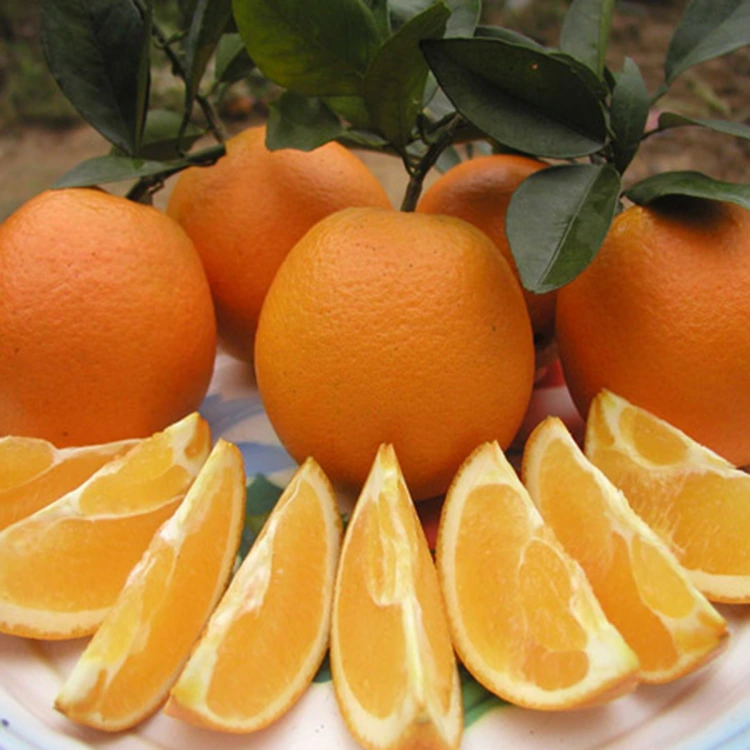 Laranjas de umbigo doces, suculentas e frescas premium