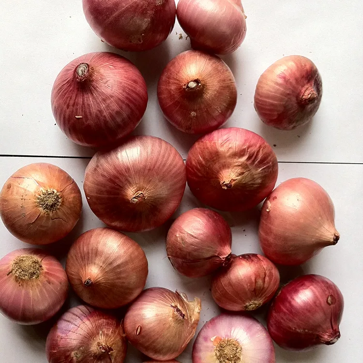 Cebolas Vermelhas Frescas Premium