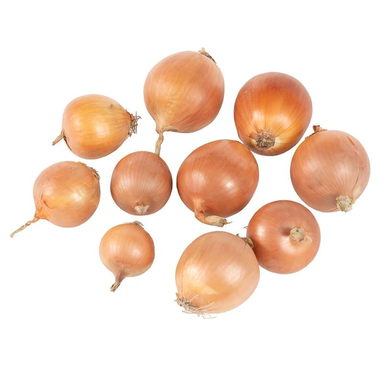 Cebolas Amarelas Frescas Premium