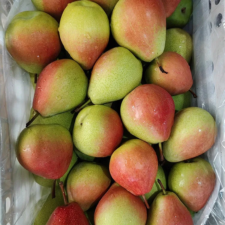 Pêra vermelha de julho vermelha brilhante, premium escolhida a dedo e atraente