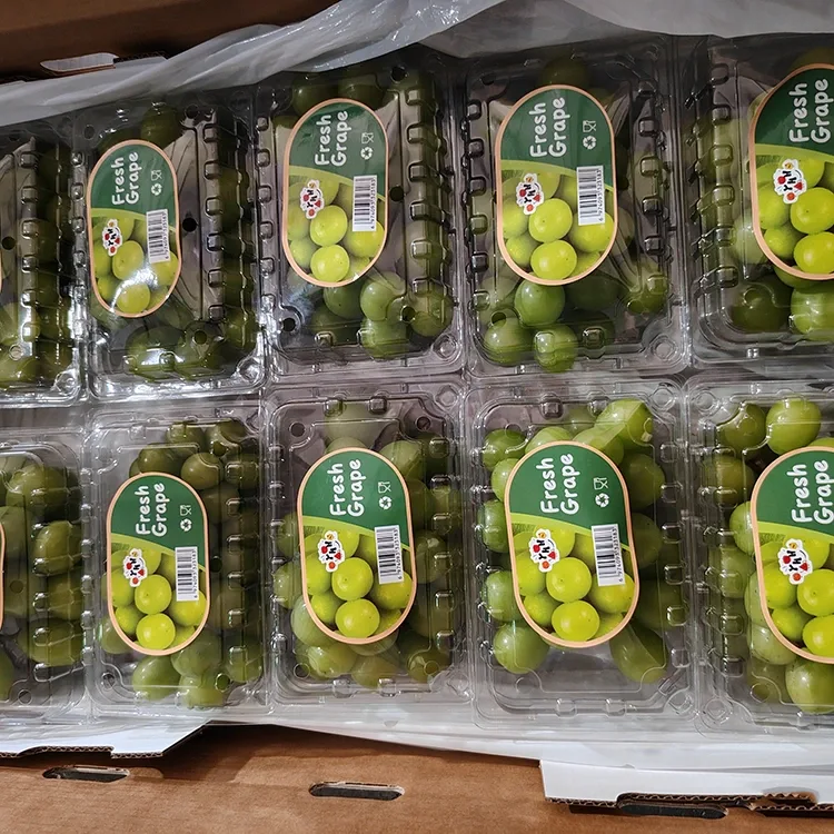 Uvas Muscat selecionadas com brilho fresco